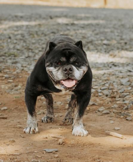 Enlarge Biscuit, a ADOPTABLE mixed breed in Salem, OR image 3/6