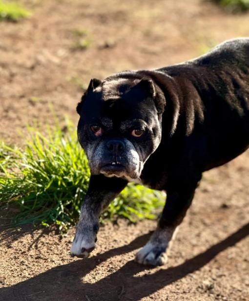 Enlarge Biscuit, a ADOPTABLE mixed breed in Salem, OR image 4/6