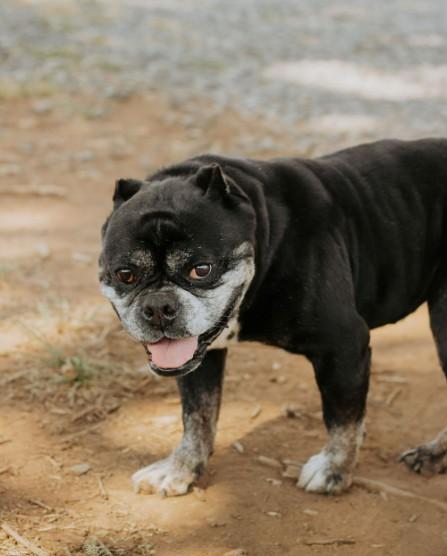 Enlarge Biscuit, a ADOPTABLE mixed breed in Salem, OR image 5/6