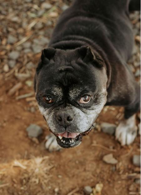 Enlarge Biscuit, a ADOPTABLE mixed breed in Salem, OR image 2/6