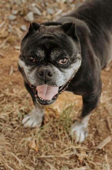 Biscuit, ADOPTABLE, Senior Female English Bulldog.