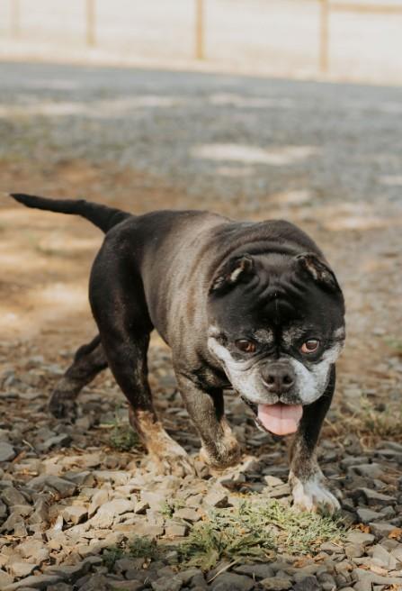 Enlarge Biscuit, a ADOPTABLE mixed breed in Salem, OR image 6/6