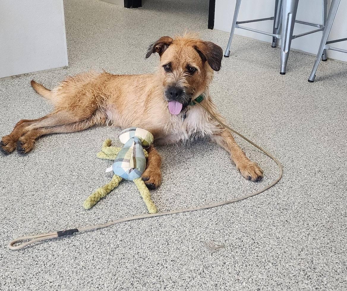 Enlarge Joe, a Adoptable mixed breed in Monticello, IA image 2/6