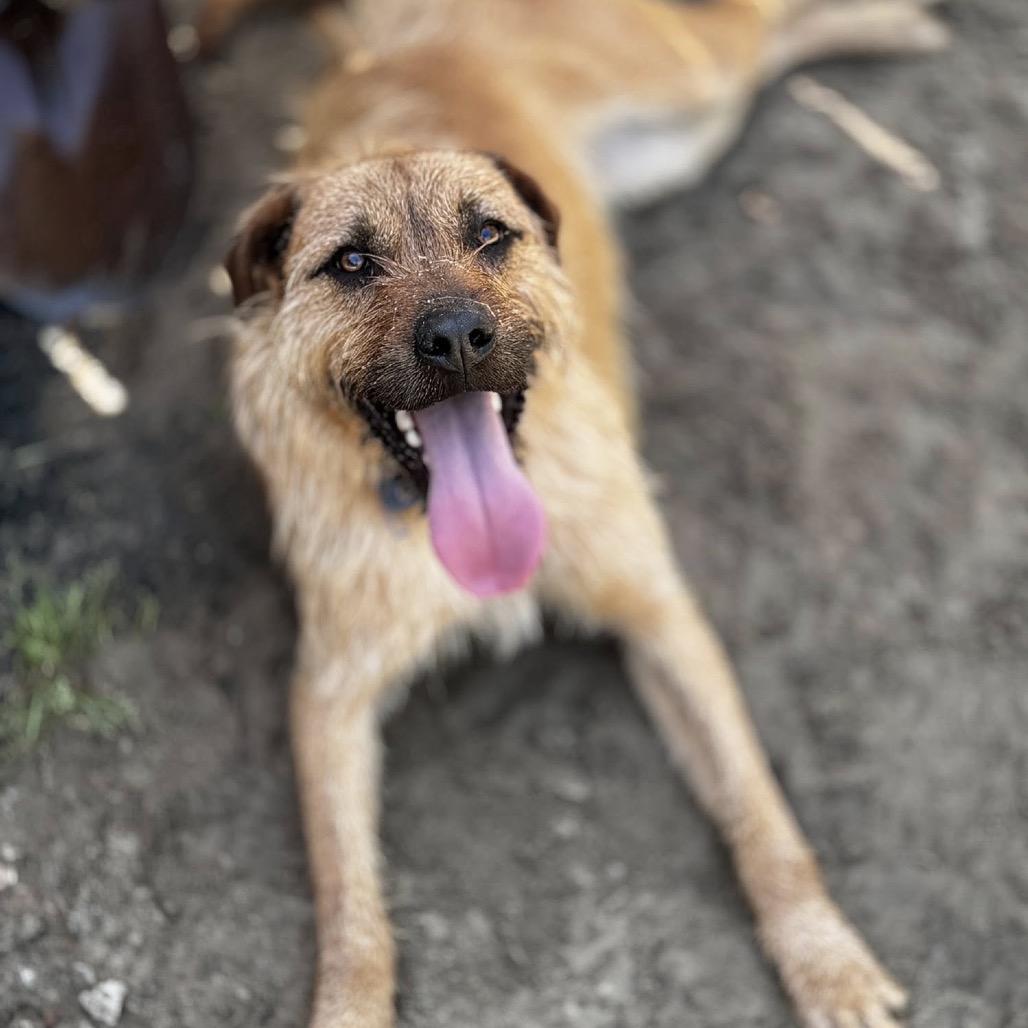 Enlarge Joe, a Adoptable mixed breed in Monticello, IA image 5/6