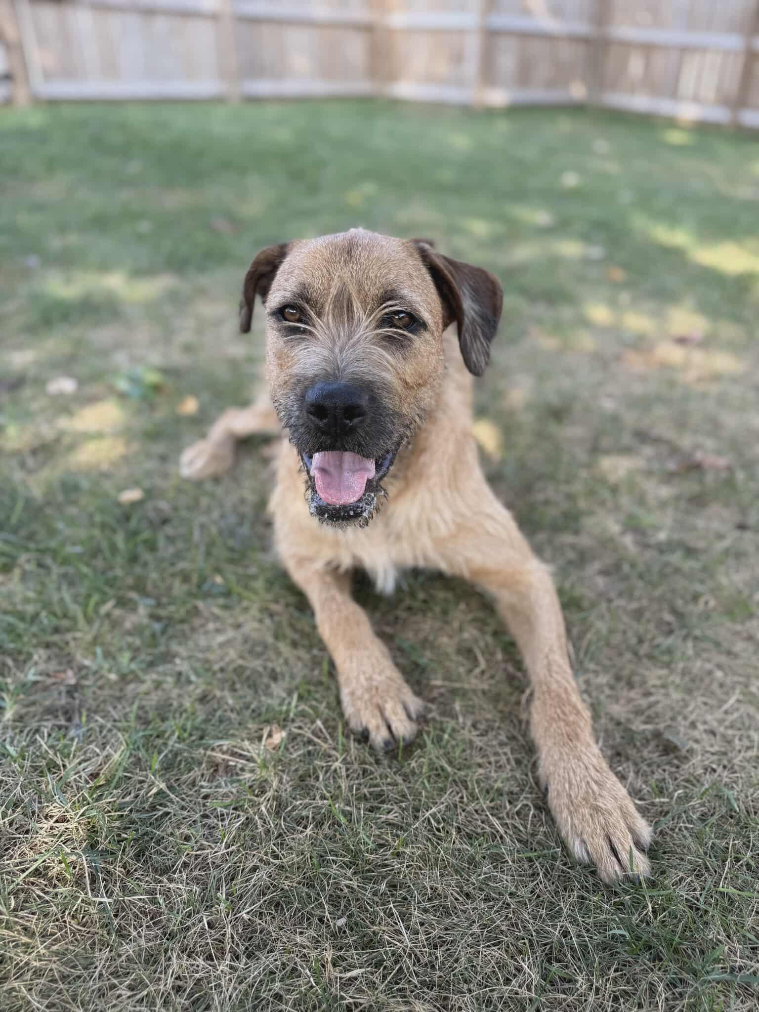 Enlarge Joe, a Adoptable mixed breed in Monticello, IA image 1/6