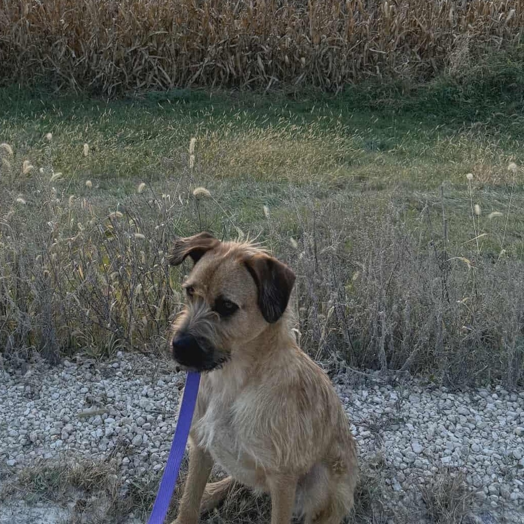 Enlarge Joe, a Adoptable mixed breed in Monticello, IA image 4/6