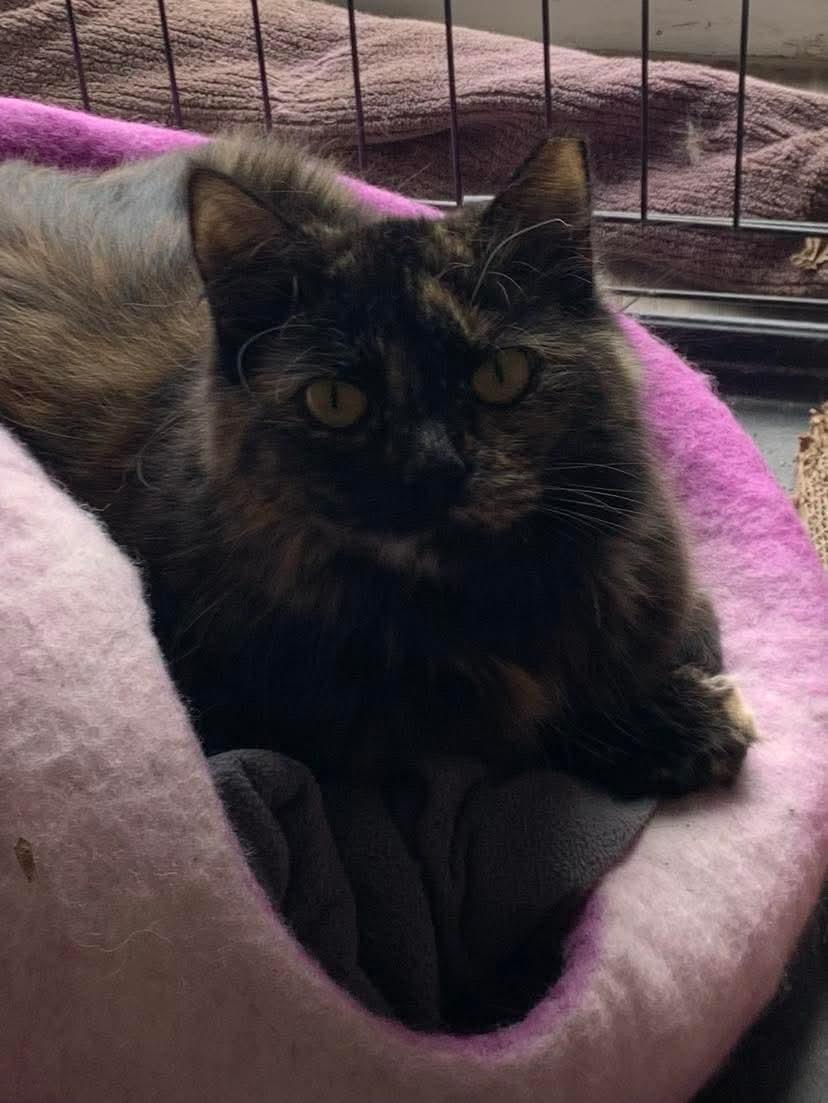 Penny