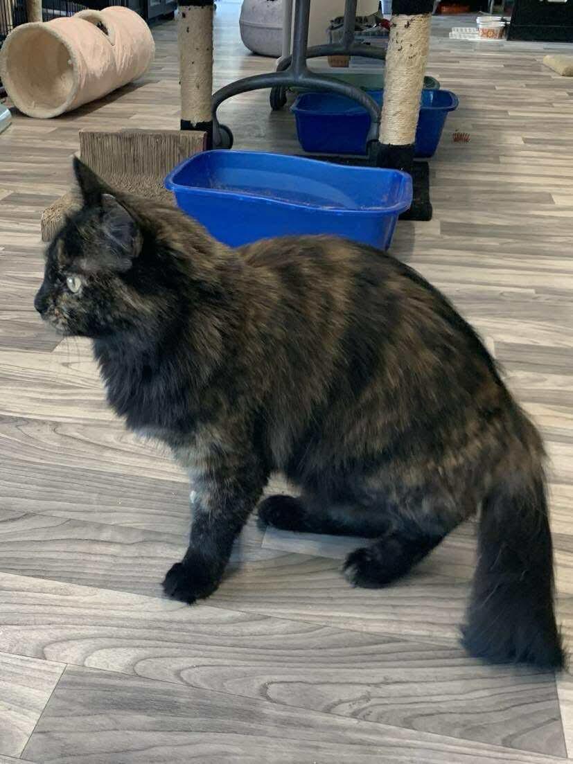 Penny