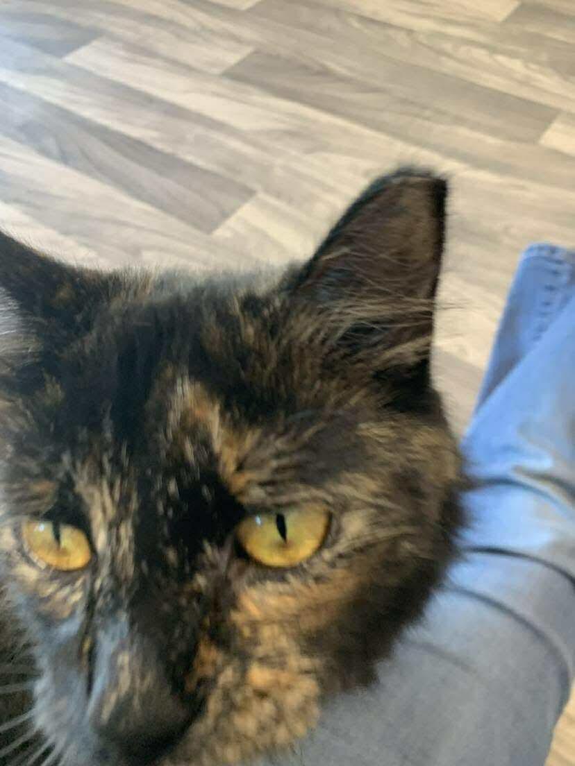 Penny