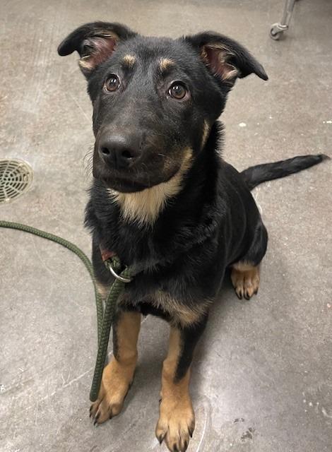 Morgan, Adoptable, Puppy Female German Shepherd Dog & Rottweiler.