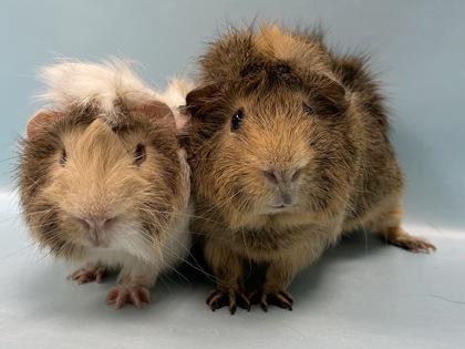 Enlarge Henry, a Adoptable Guinea Pig in Coon Rapids, MN image 1/1