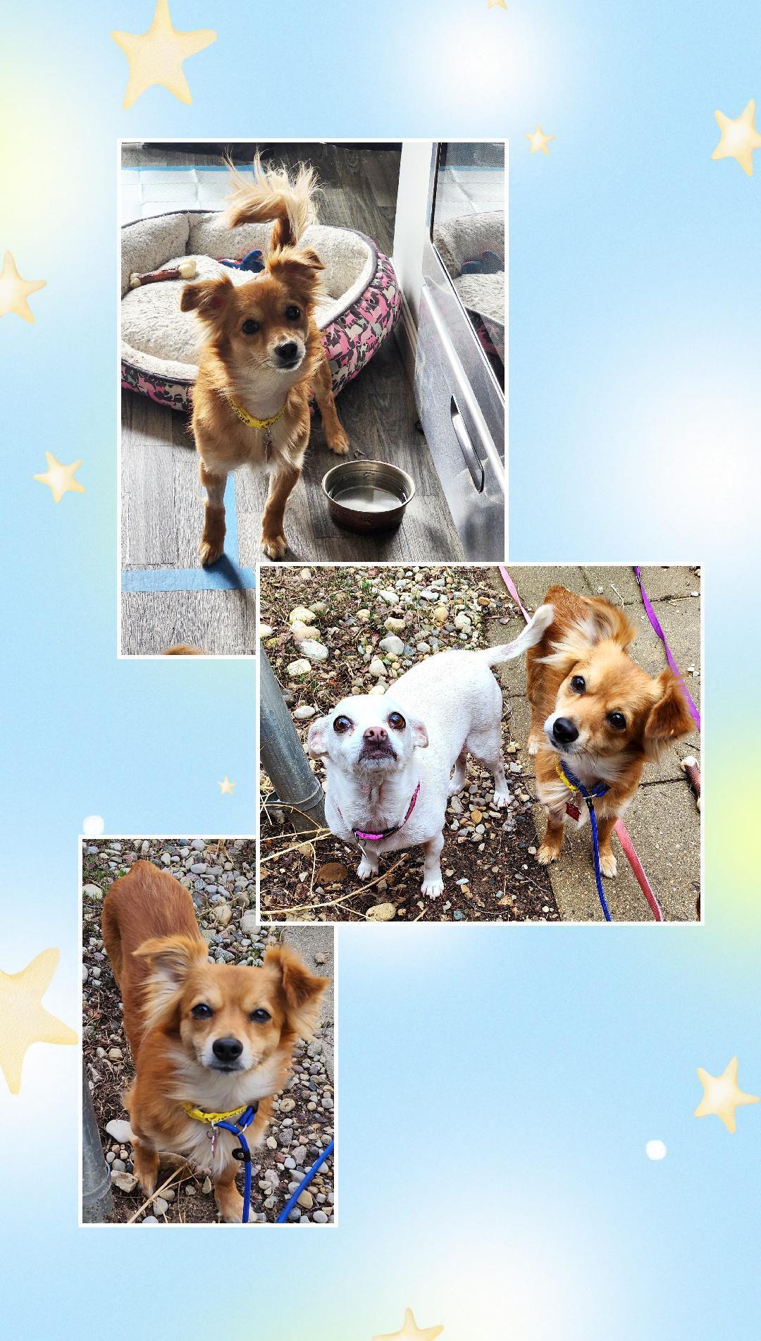 Charlie , a Adoptable mixed breed in Lake Geneva, WI image 2/6