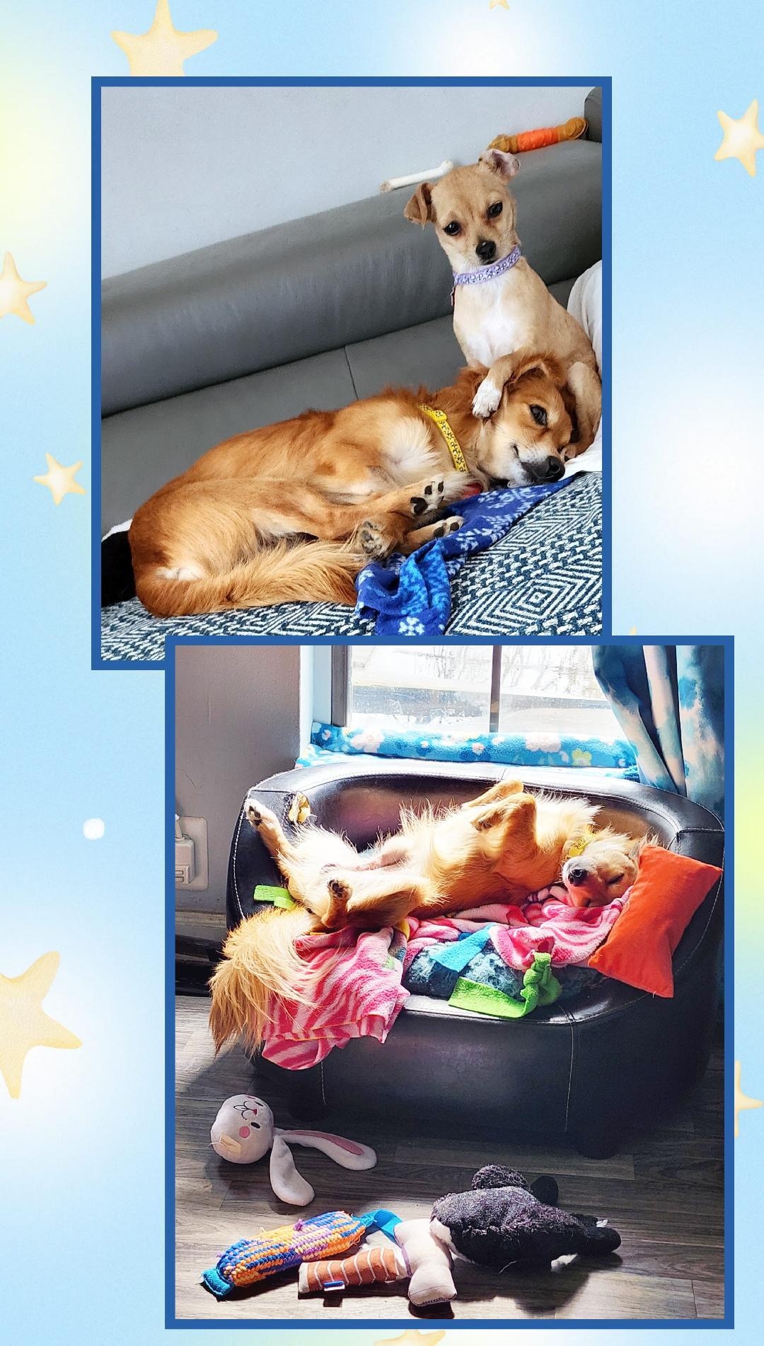 Charlie , a Adoptable mixed breed in Lake Geneva, WI image 6/6