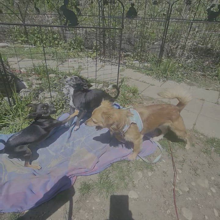 Enlarge Charlie , a Adoptable mixed breed in Lake Geneva, WI video 3/6