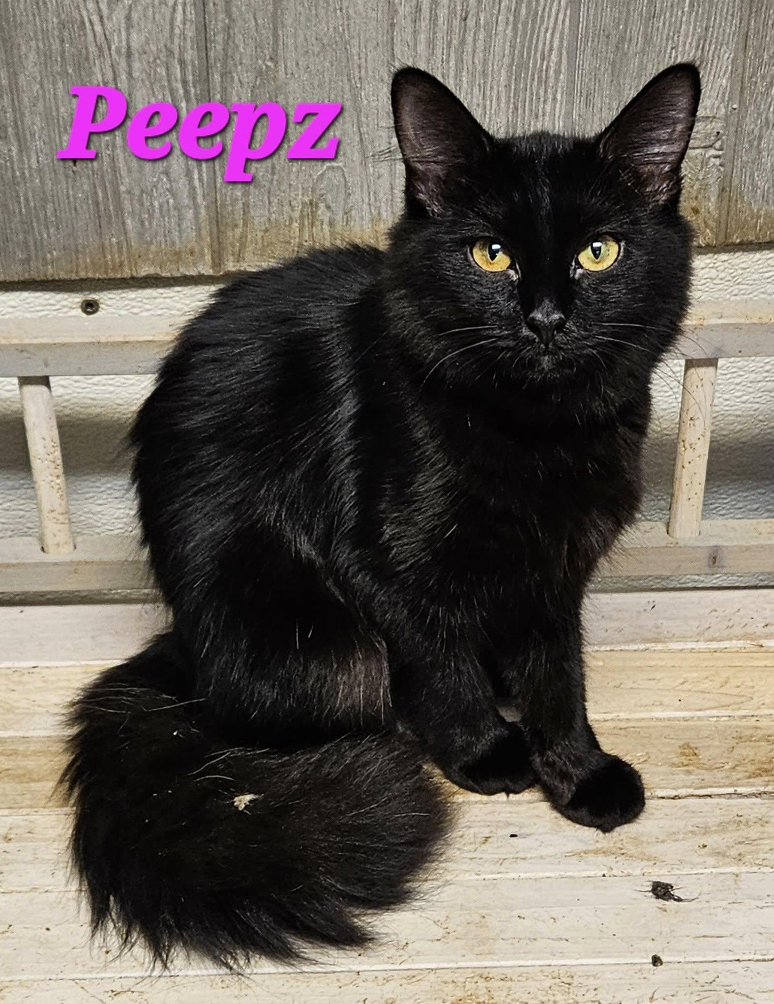 Peepz, adopted, Young Female Domestic Long Hair.