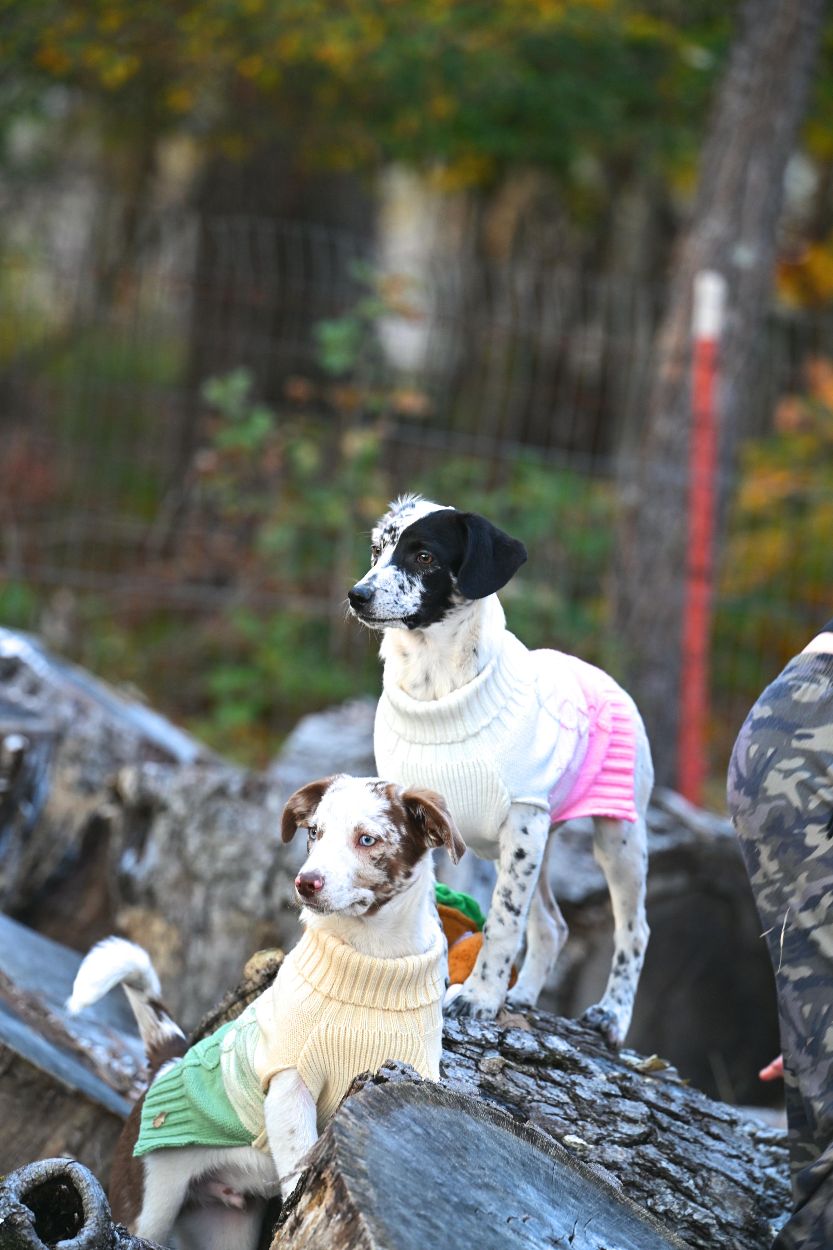 Enlarge Luna Lovegood - The Harry Potter Pups!, a Adoptable mixed breed in Newport Center, VT image 5/6