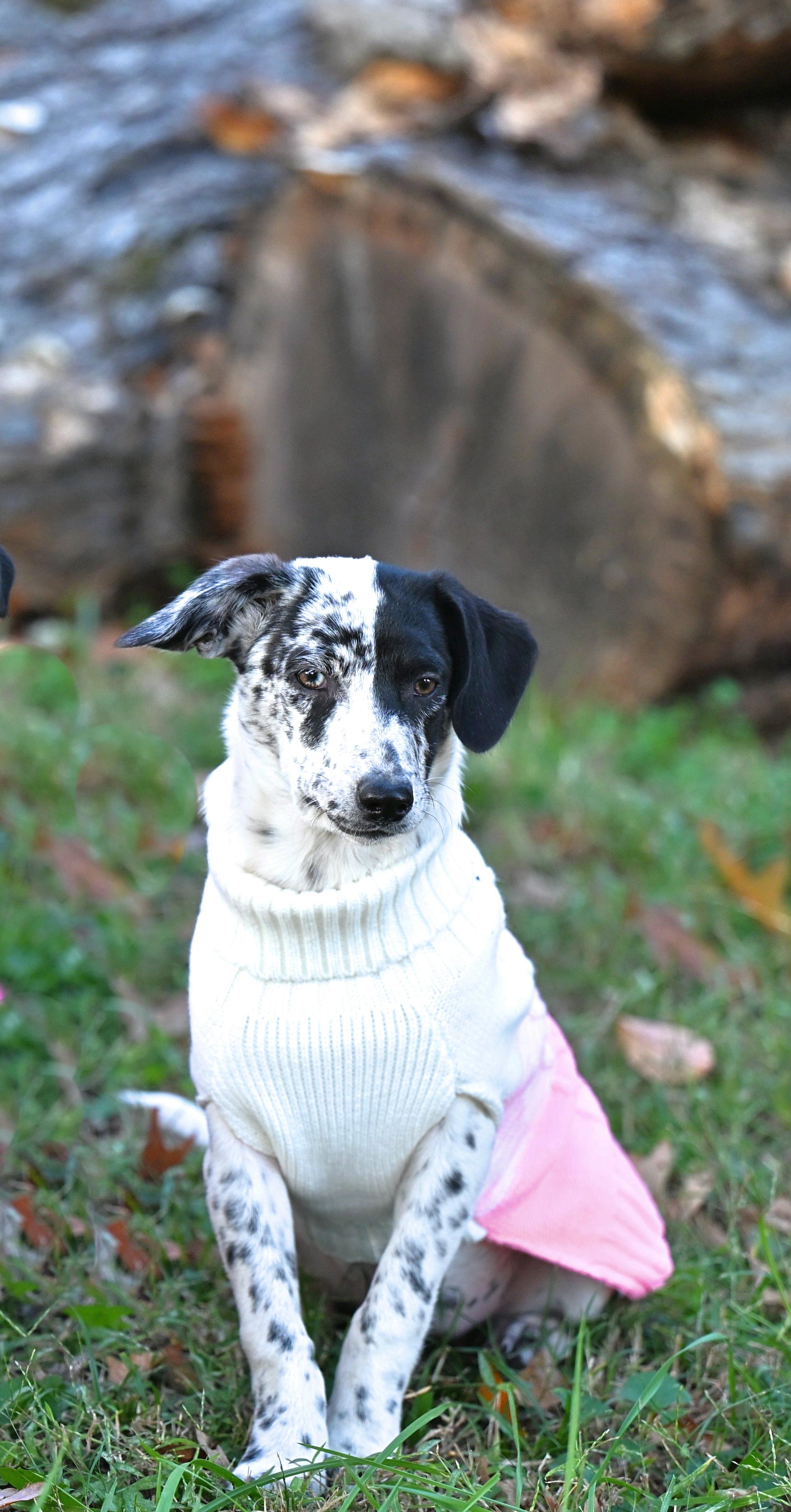 Luna Lovegood - The Harry Potter Pups!, Adoptable, Puppy Female Australian Shepherd & Hound.