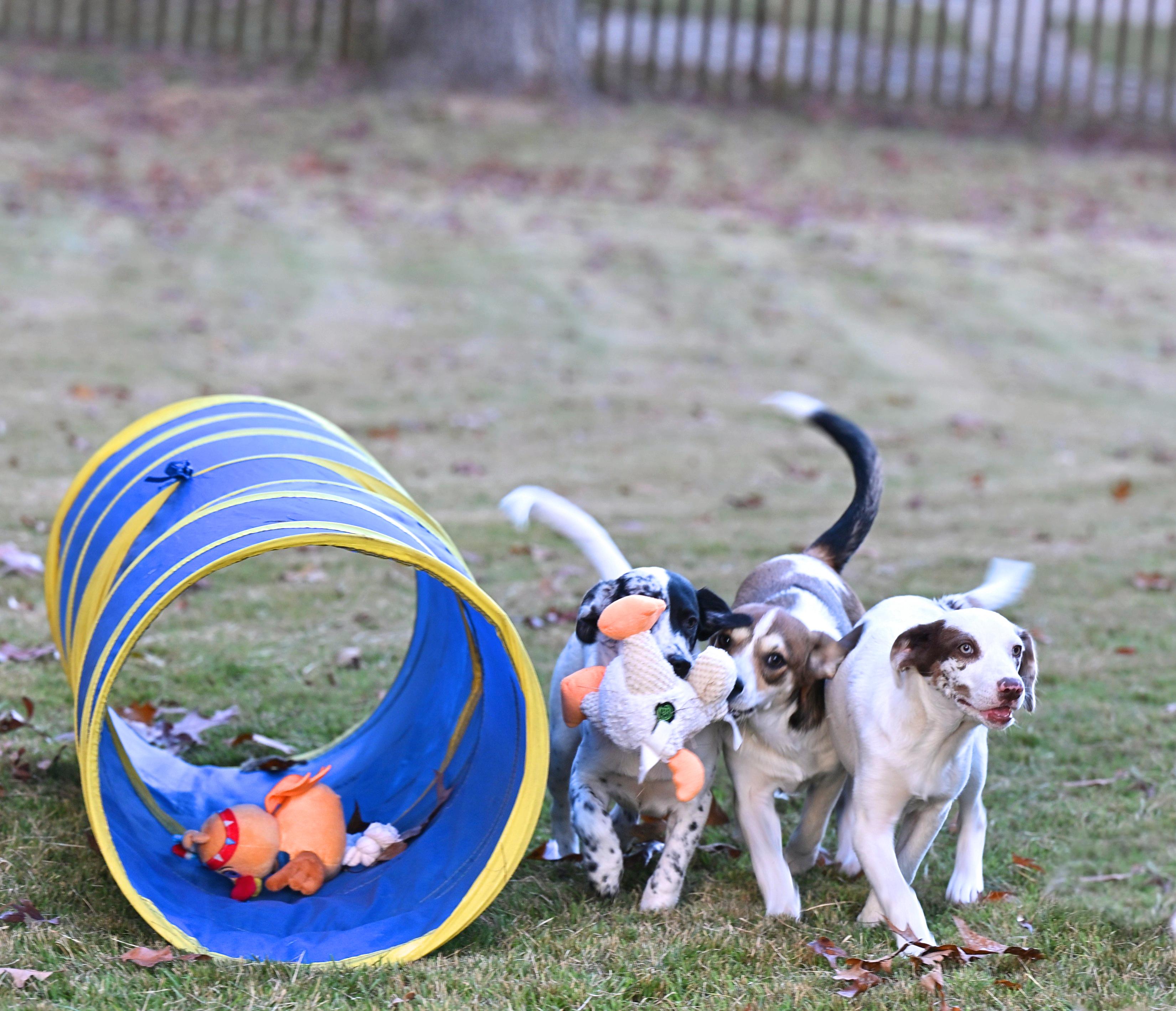 Enlarge Luna Lovegood - The Harry Potter Pups!, a Adoptable mixed breed in Newport Center, VT image 3/6