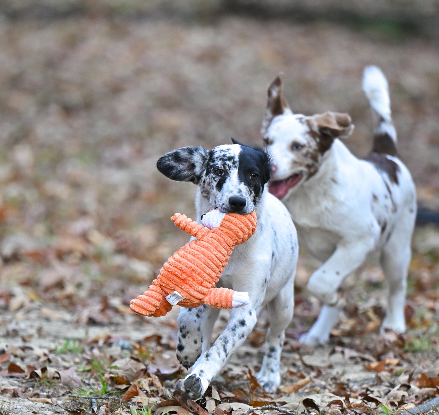 Enlarge Luna Lovegood - The Harry Potter Pups!, a Adoptable mixed breed in Newport Center, VT image 6/6
