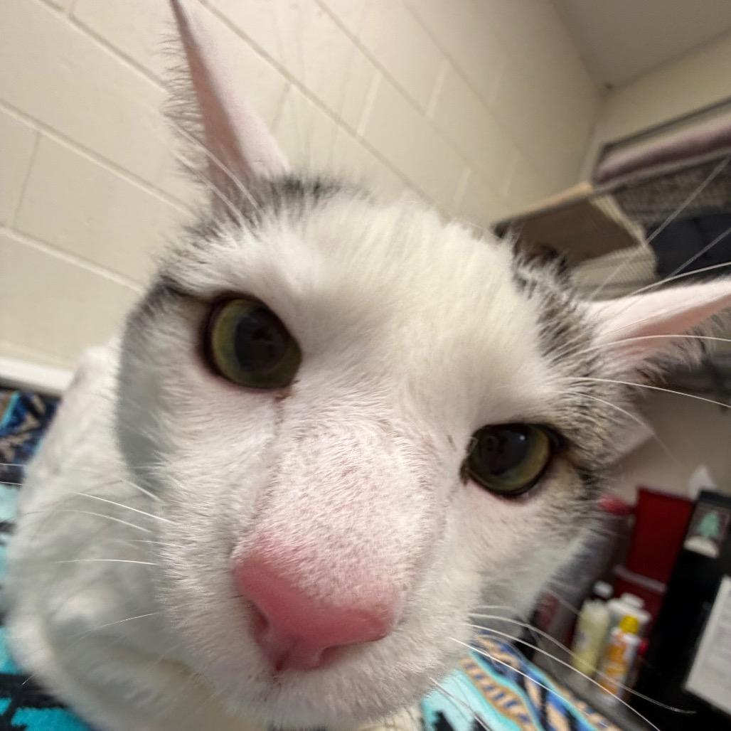 Paddy, a Adoptable Domestic Medium Hair in Murray, UT image 1/2