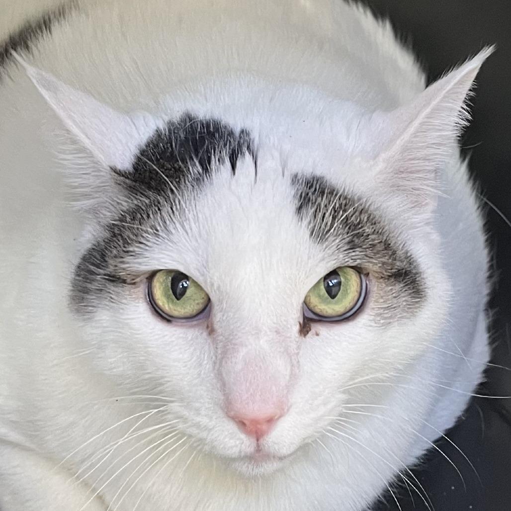 Paddy, a Adoptable Domestic Medium Hair in Murray, UT image 2/2
