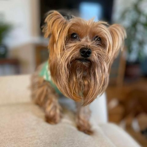 Willie, adopted, Adult Male Terrier.