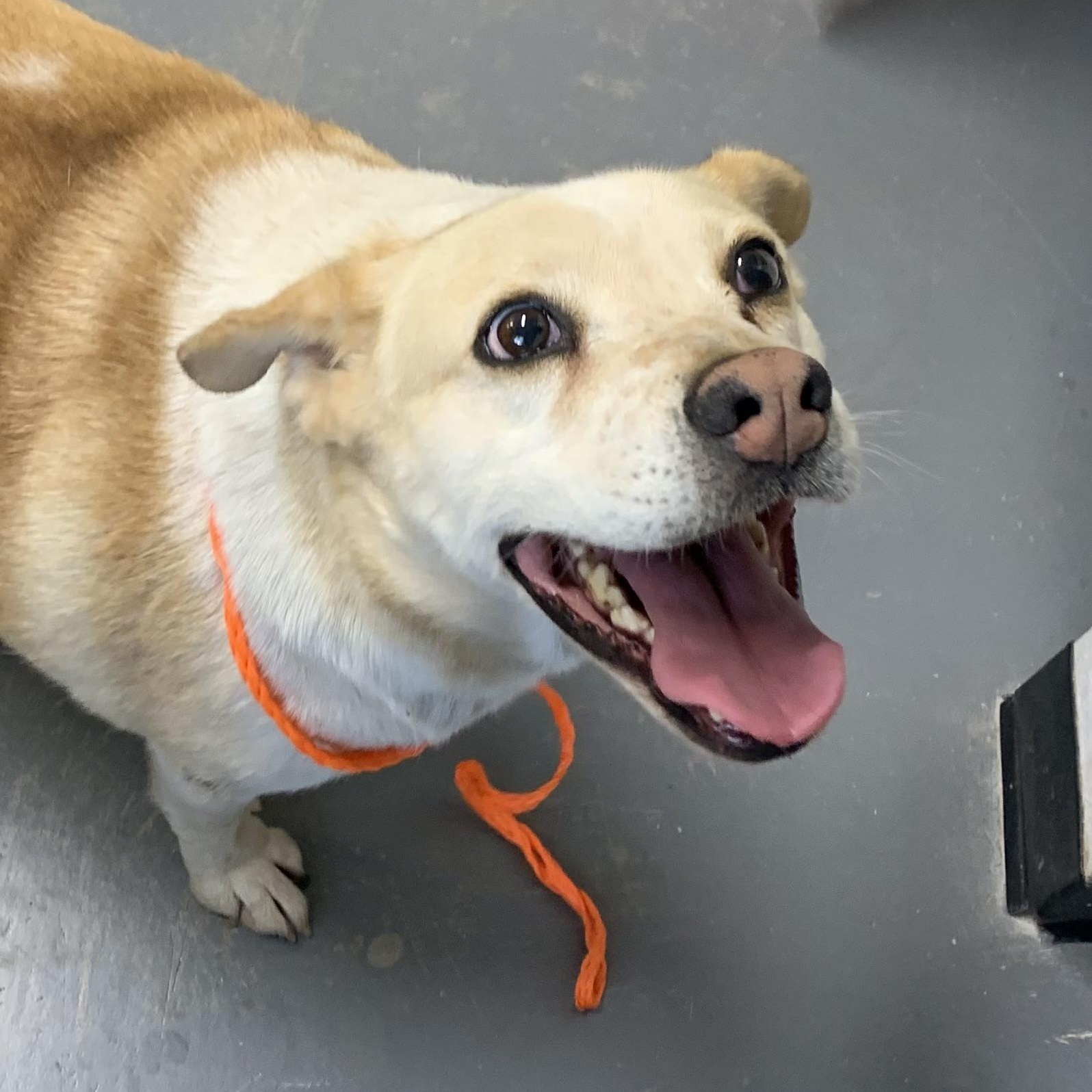 Martha May, ADOPTABLE, Adult Female Beagle & Mixed Breed.