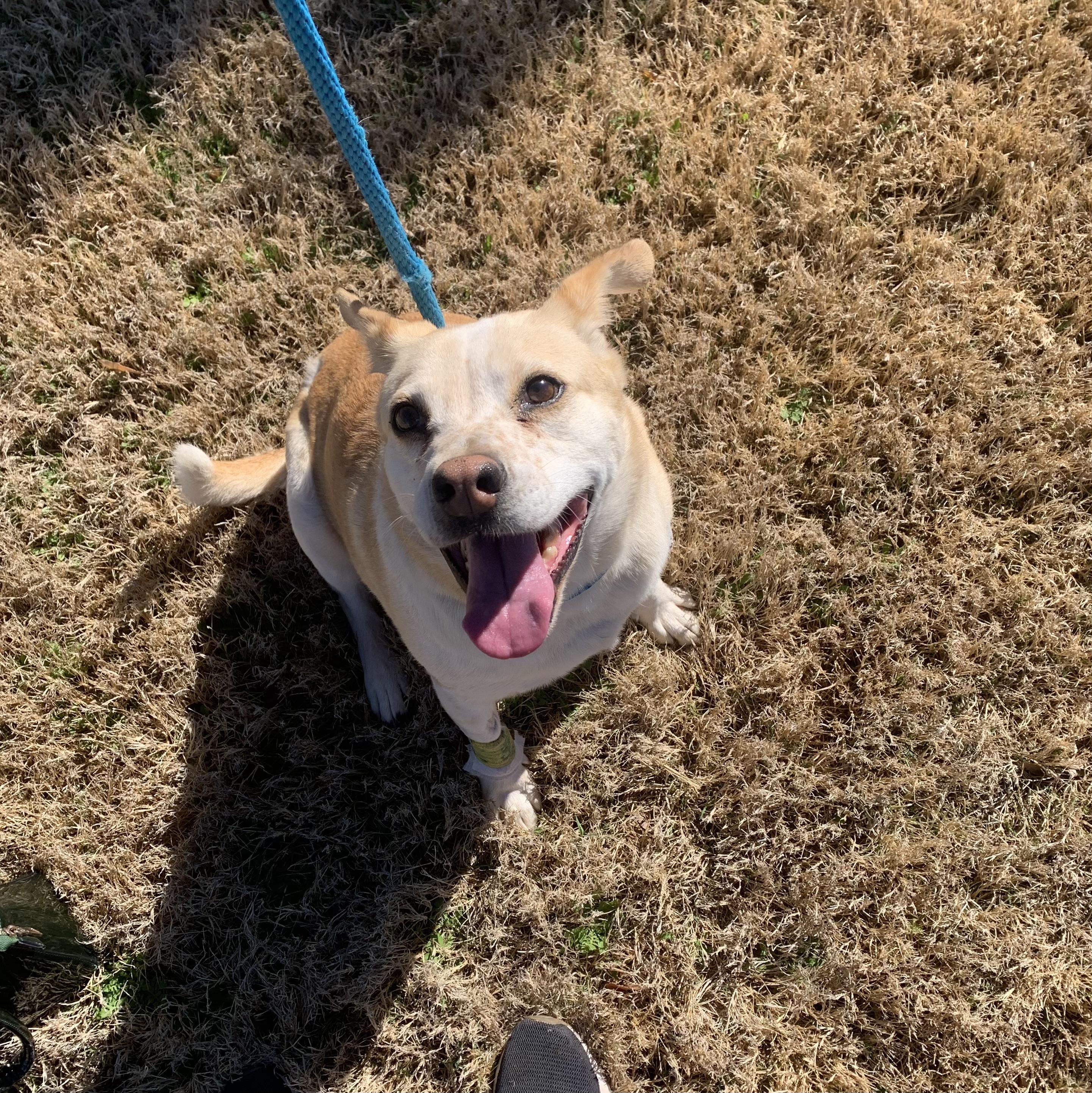 Enlarge Martha May, an adoptable mixed breed in Bisbee, AZ image 1/2