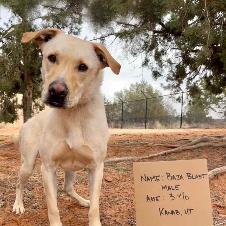 Baja Blast — thumbnail 3