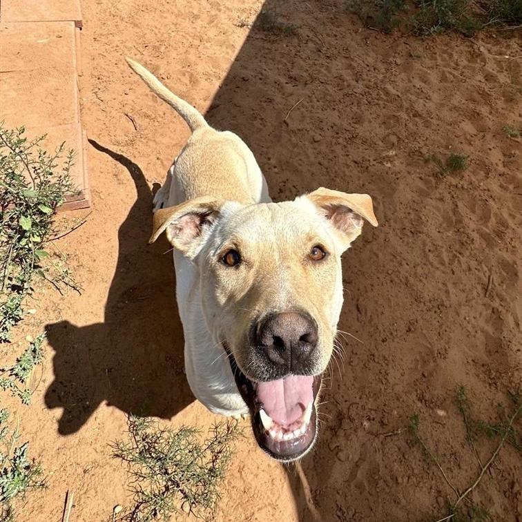 Baja Blast — thumbnail 4