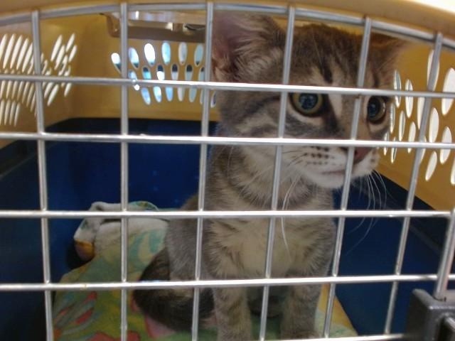 A476872, Adoptable, Kitten Female Domestic Short Hair.