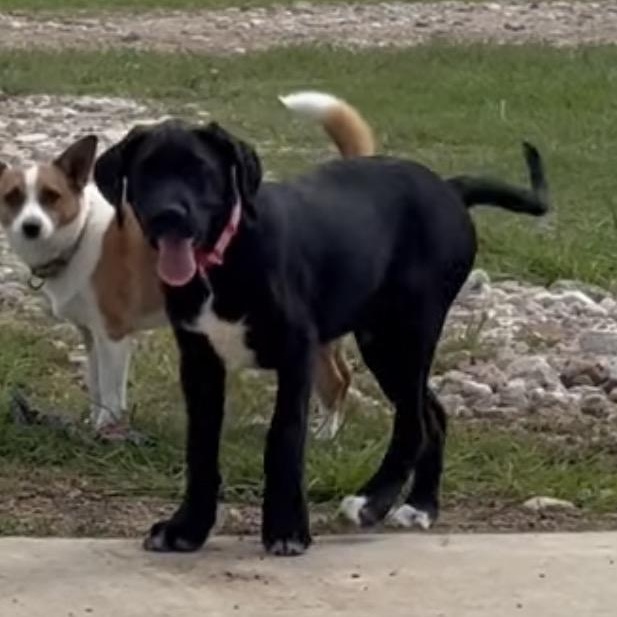 Karter, an adopted mixed breed in Tomball, TX image 2/4