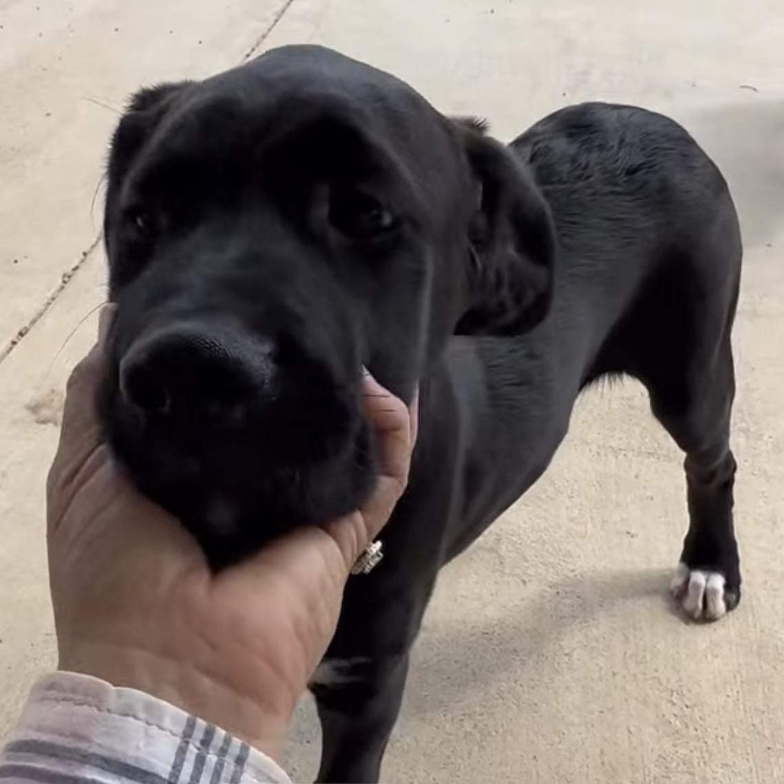 Karter, an adopted mixed breed in Tomball, TX image 4/4