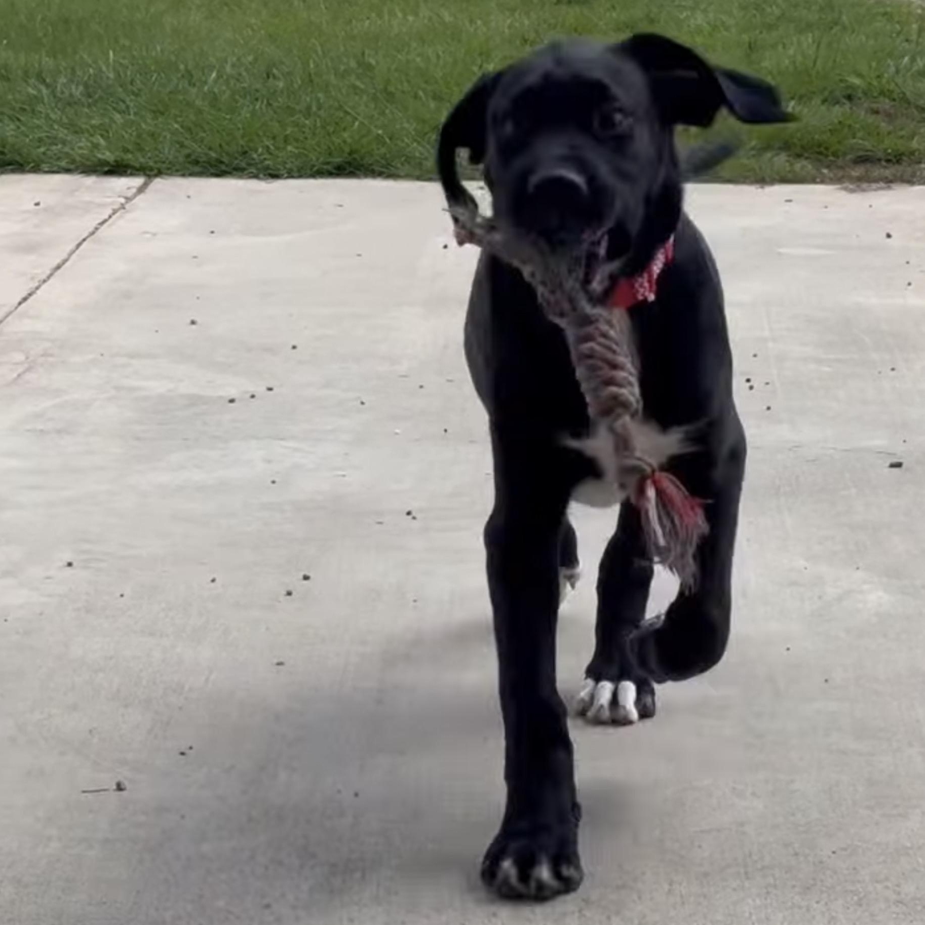 Karter, an adopted mixed breed in Tomball, TX image 3/4