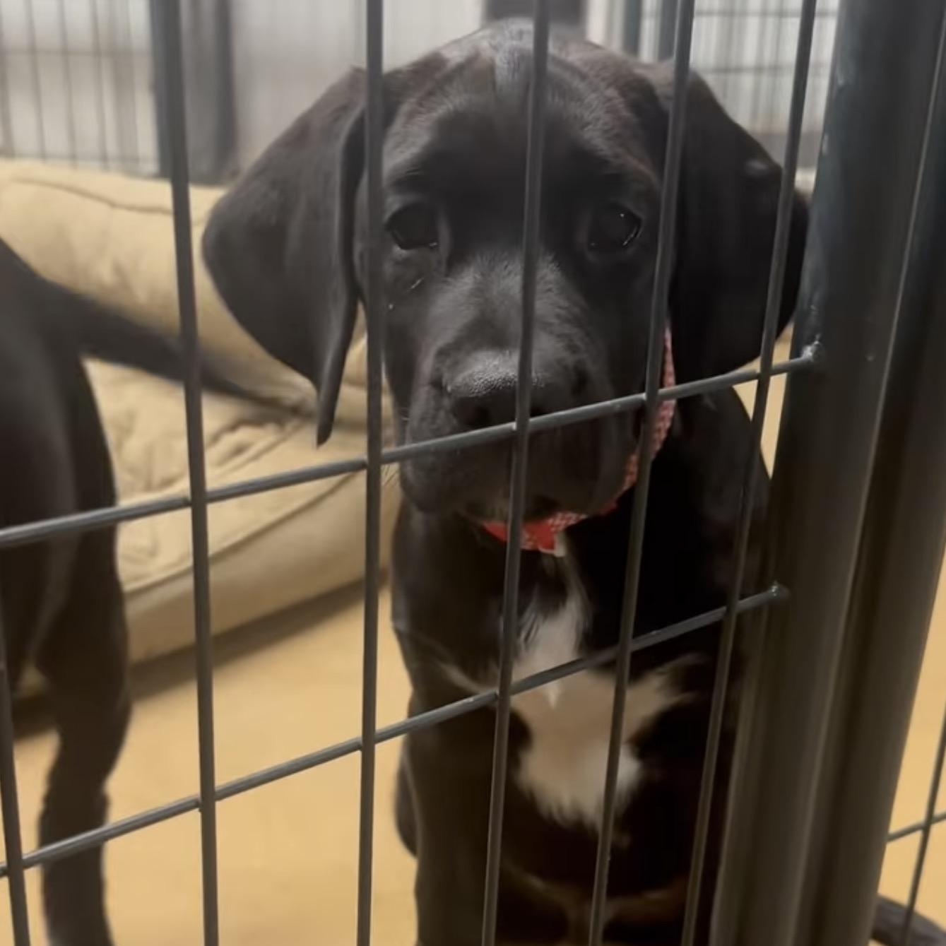 Karter, adopted, Puppy Male Labrador Retriever & Boxer.