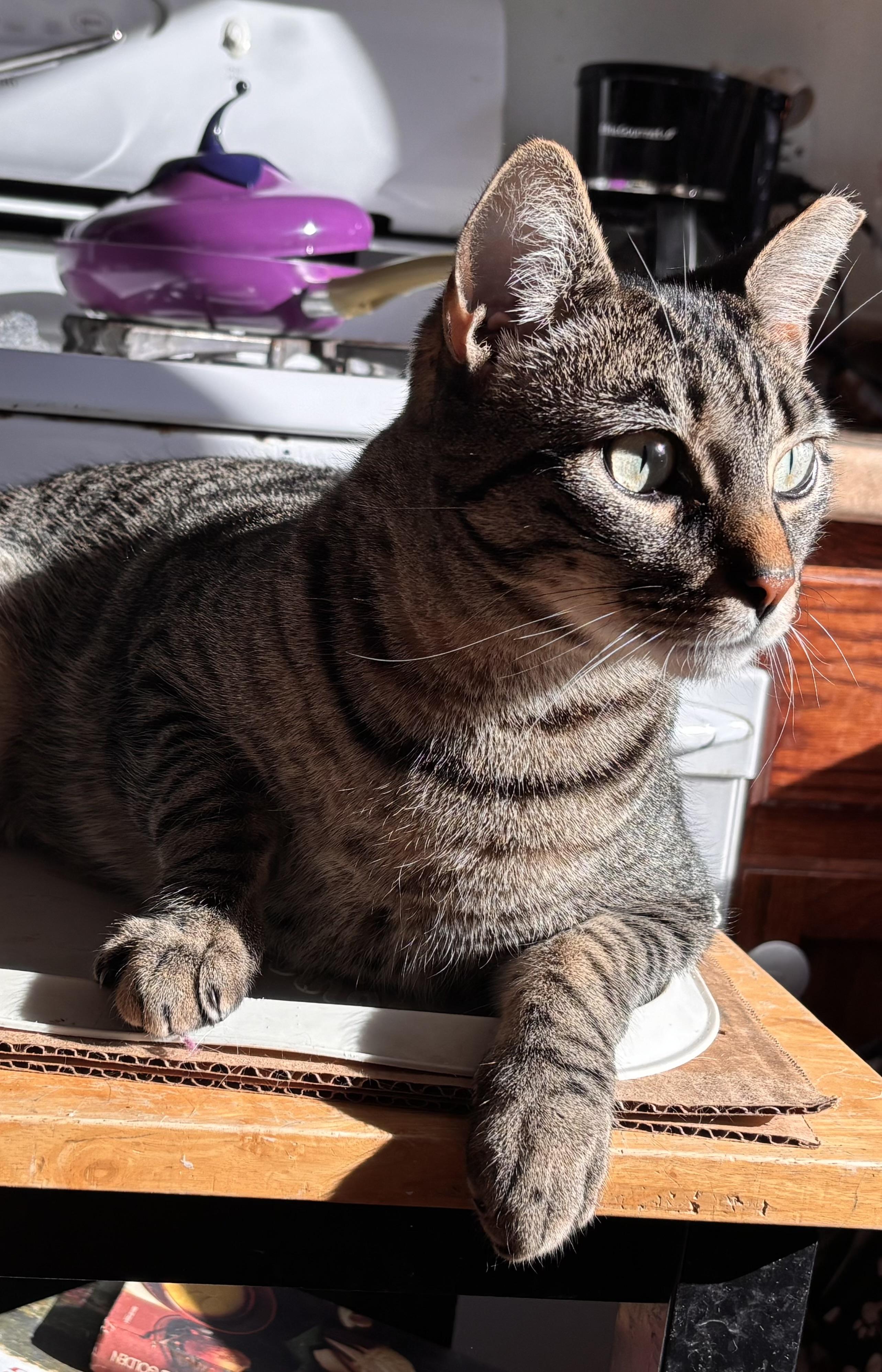 Enlarge Hugo, a Adoptable Domestic Short Hair in Philadelphia, PA image 1/6