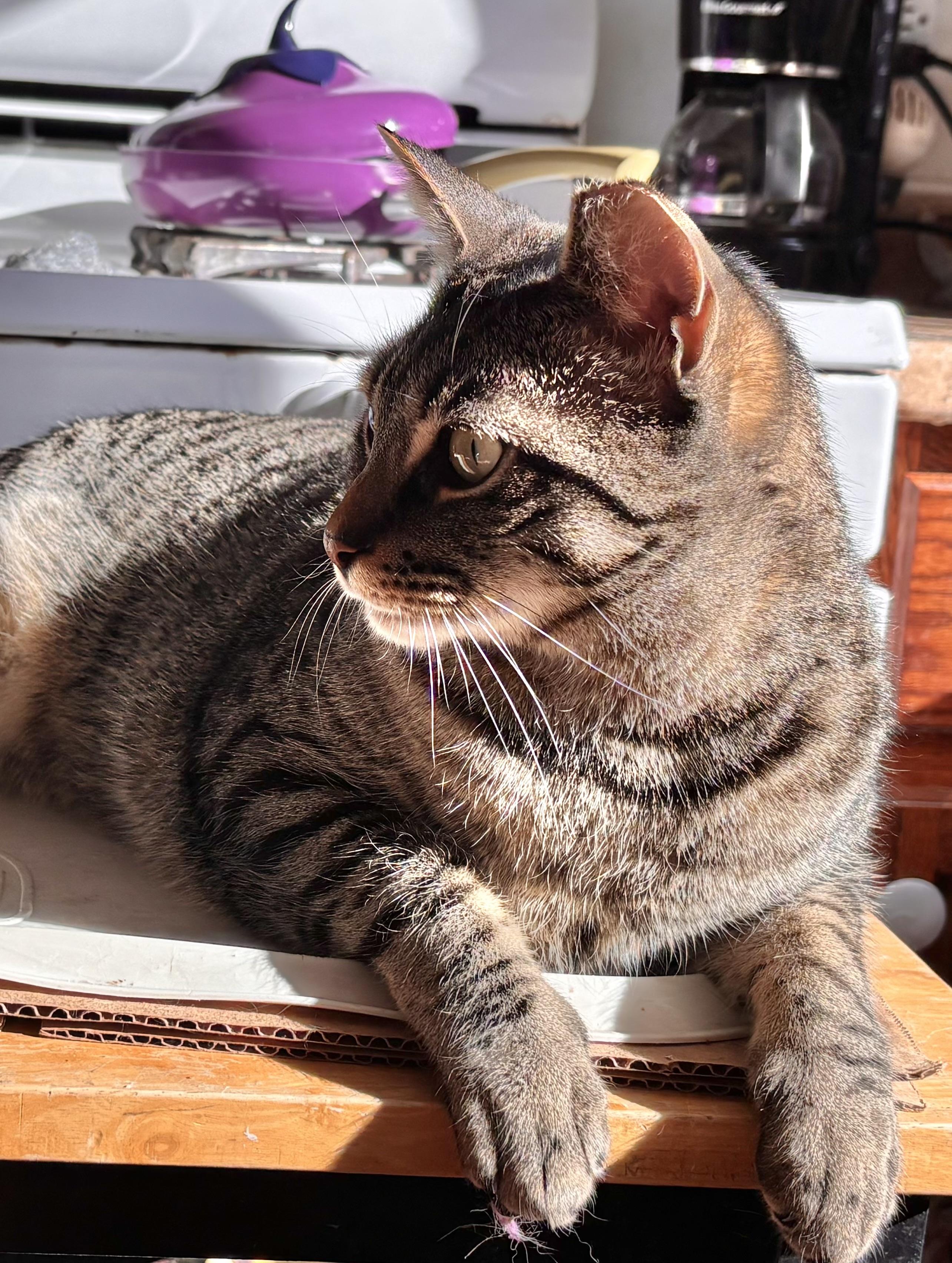 Enlarge Hugo, a Adoptable Domestic Short Hair in Philadelphia, PA image 2/6