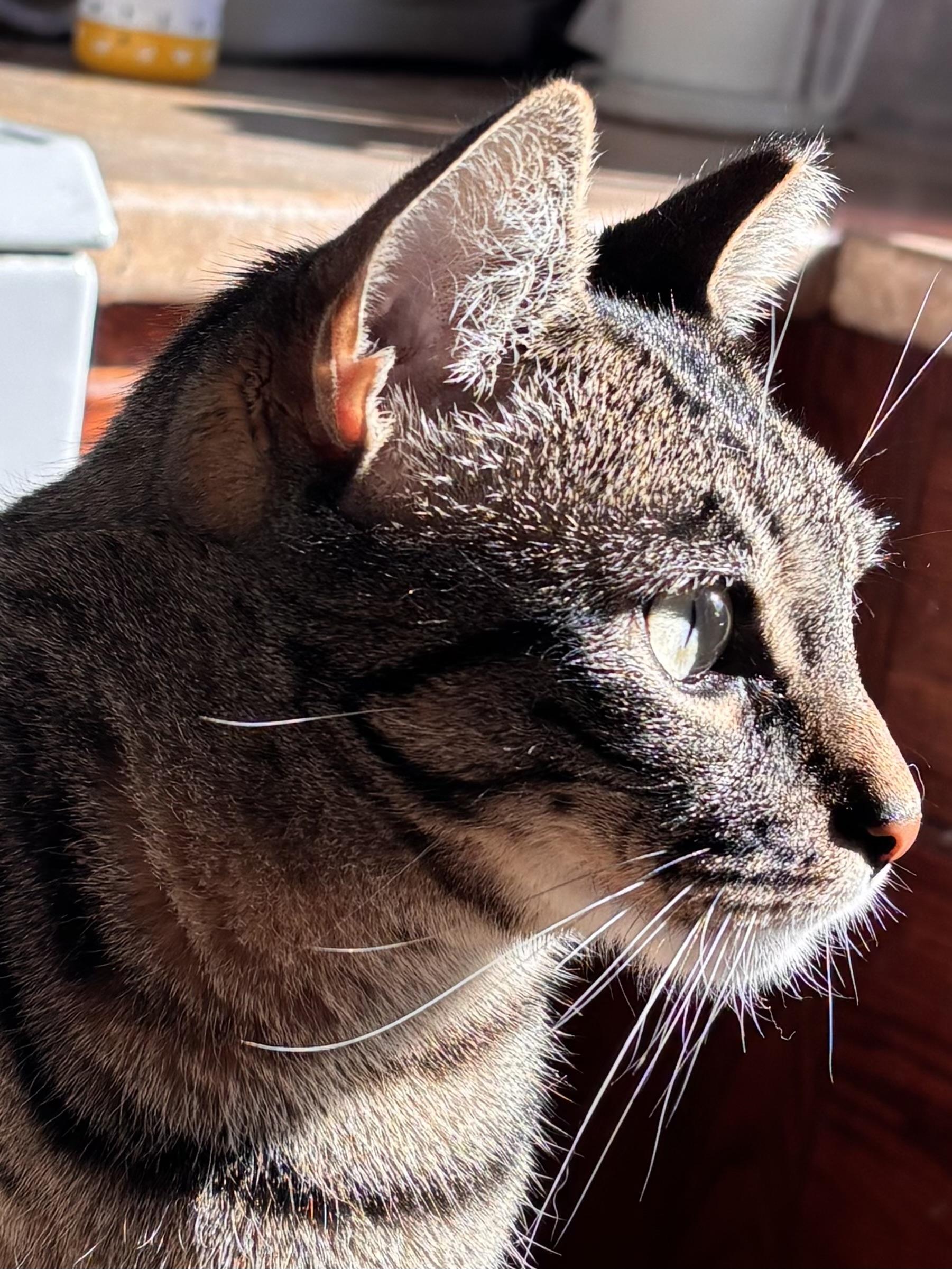 Enlarge Hugo, a Adoptable Domestic Short Hair in Philadelphia, PA image 4/6