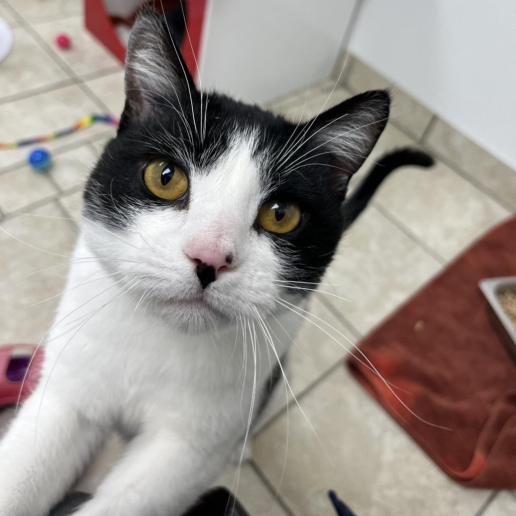 Hambone, Adoptable, Adult Male Domestic Short Hair.