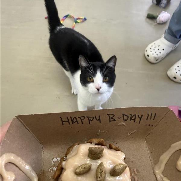 Hambone, a Adoptable Domestic Short Hair in Albuquerque, NM image 2/6