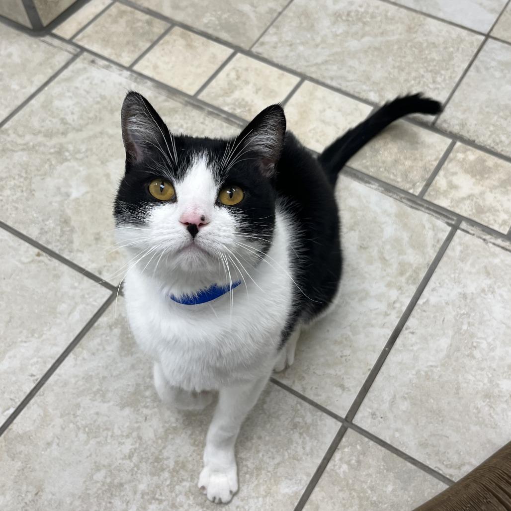 Hambone, a Adoptable Domestic Short Hair in Albuquerque, NM image 3/6