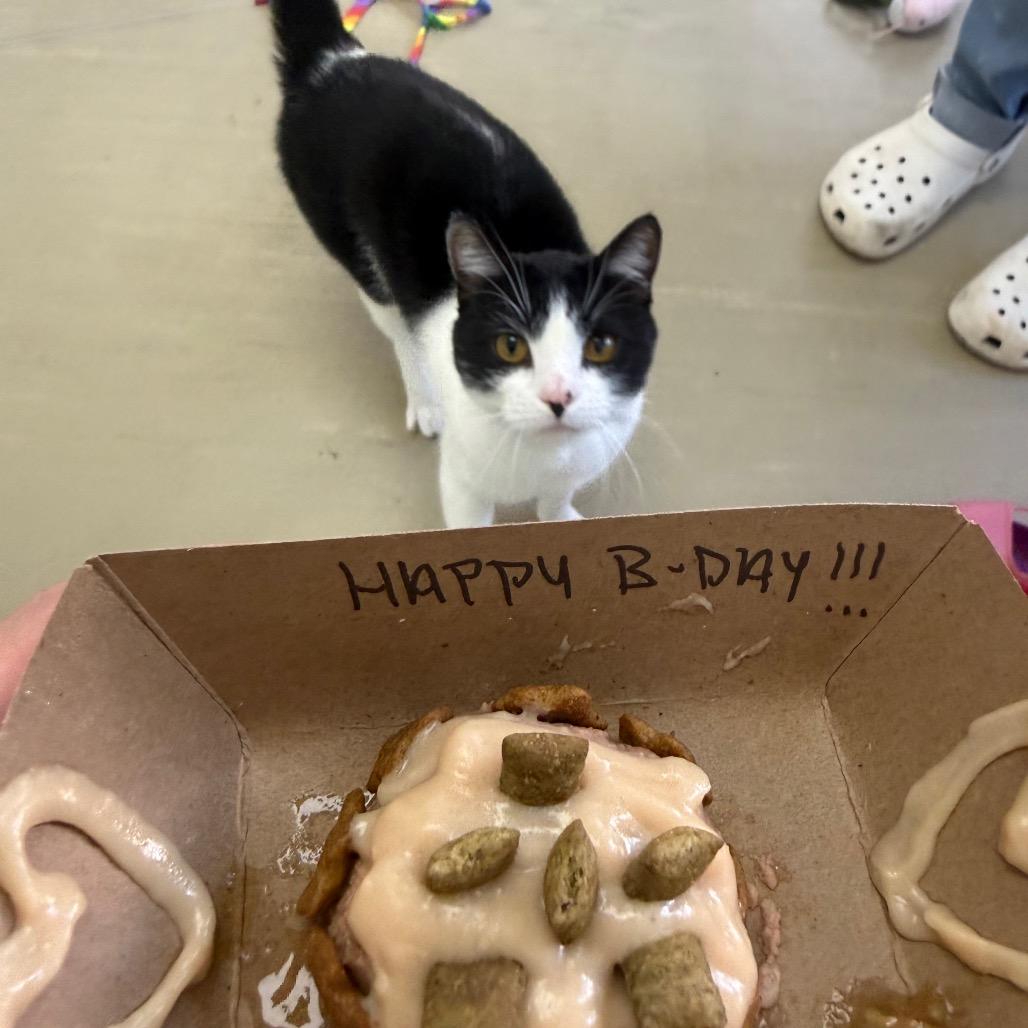 Hambone, a Adoptable Domestic Short Hair in Albuquerque, NM image 4/6