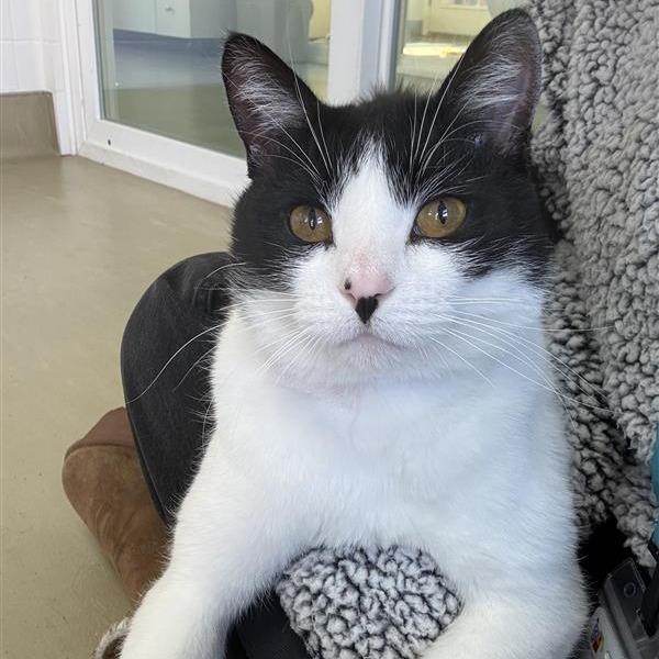 Hambone, a Adoptable Domestic Short Hair in Albuquerque, NM image 5/6