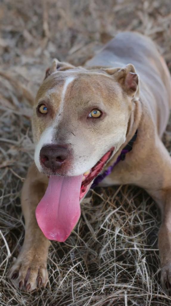 Cocoa, Adoptable, Adult Female Pit Bull Terrier.