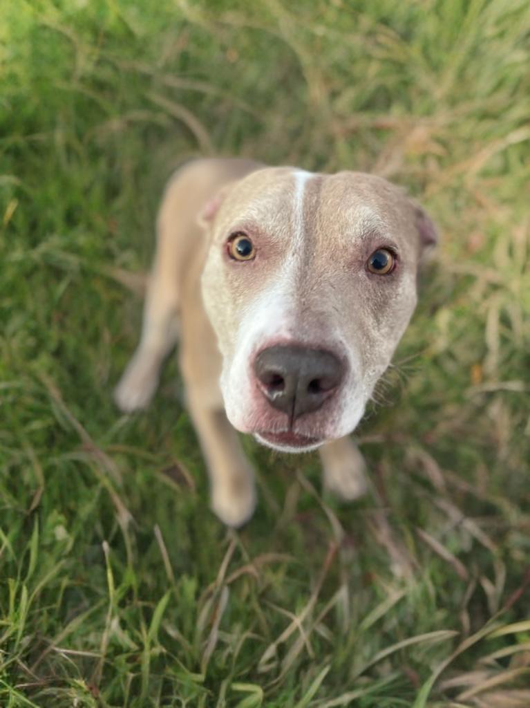 Enlarge Cocoa, a Adoptable mixed breed in Fairfield, CT image 5/6