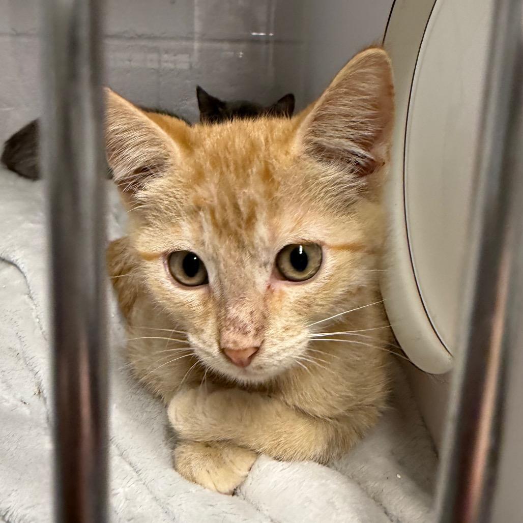Helios F-21799, Adoptable, Kitten Male Domestic Short Hair.
