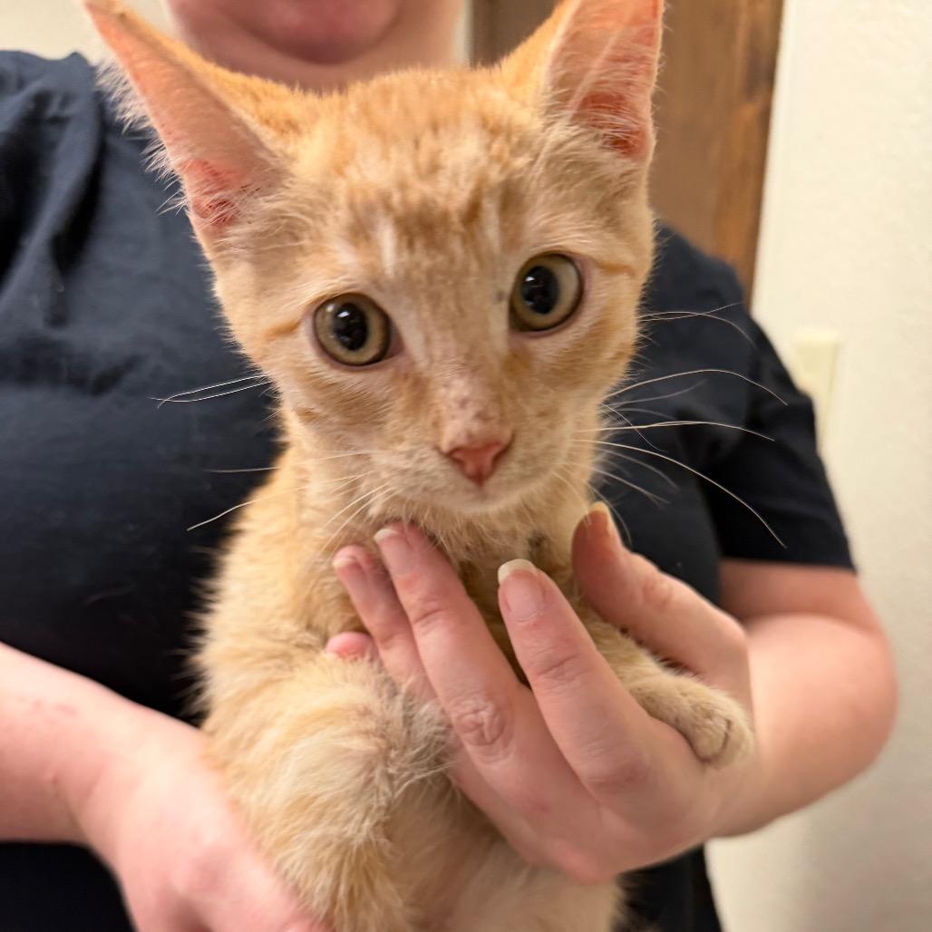 Enlarge Helios F-21799, a Adoptable Domestic Short Hair in Oklahoma City, OK image 2/4