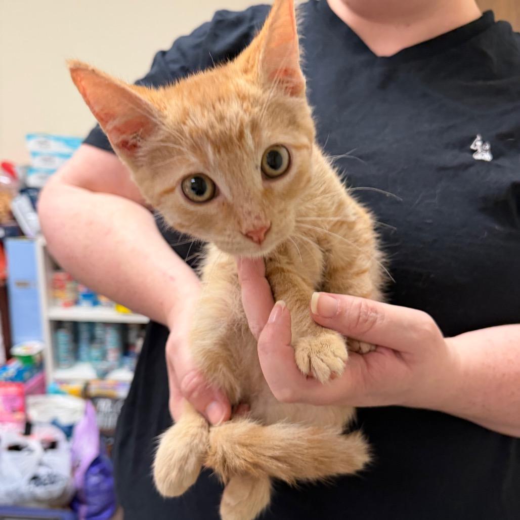 Enlarge Helios F-21799, a Adoptable Domestic Short Hair in Oklahoma City, OK image 3/4