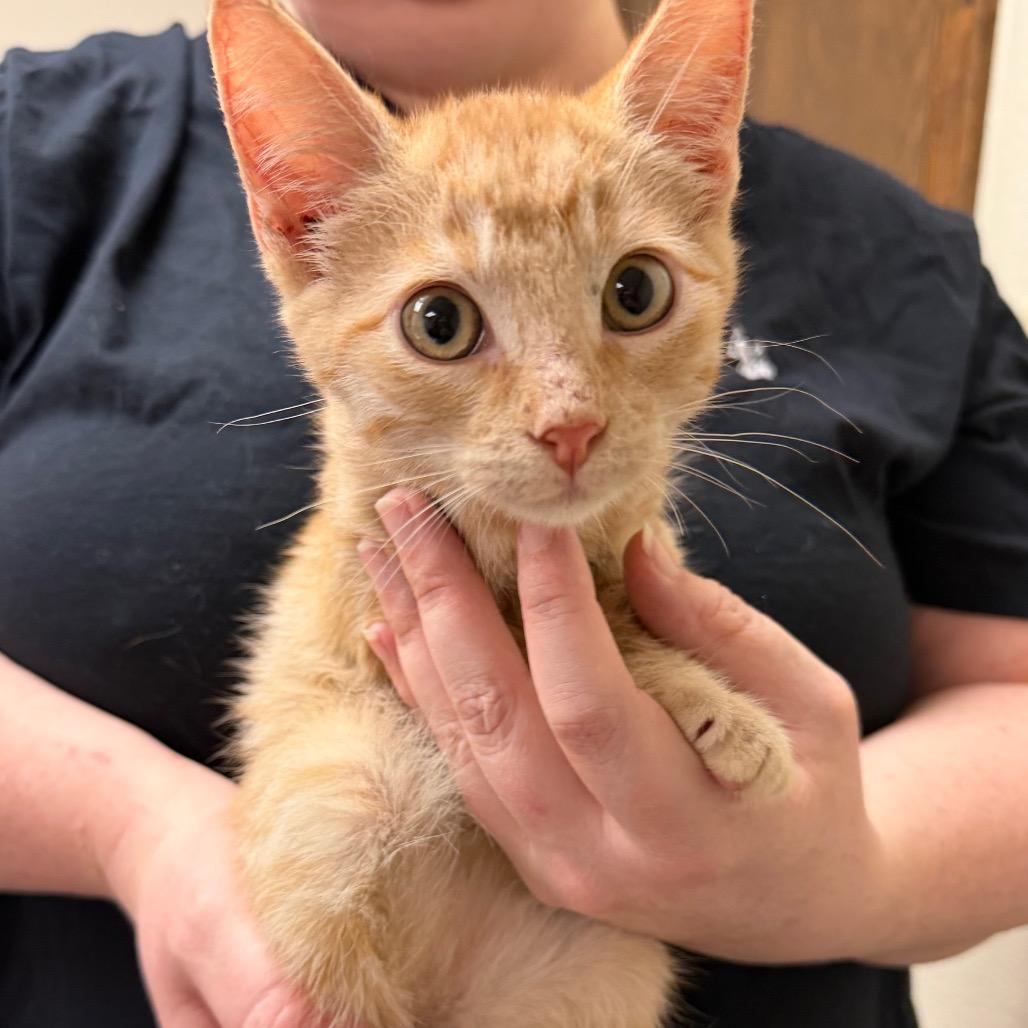 Enlarge Helios F-21799, a Adoptable Domestic Short Hair in Oklahoma City, OK image 4/4
