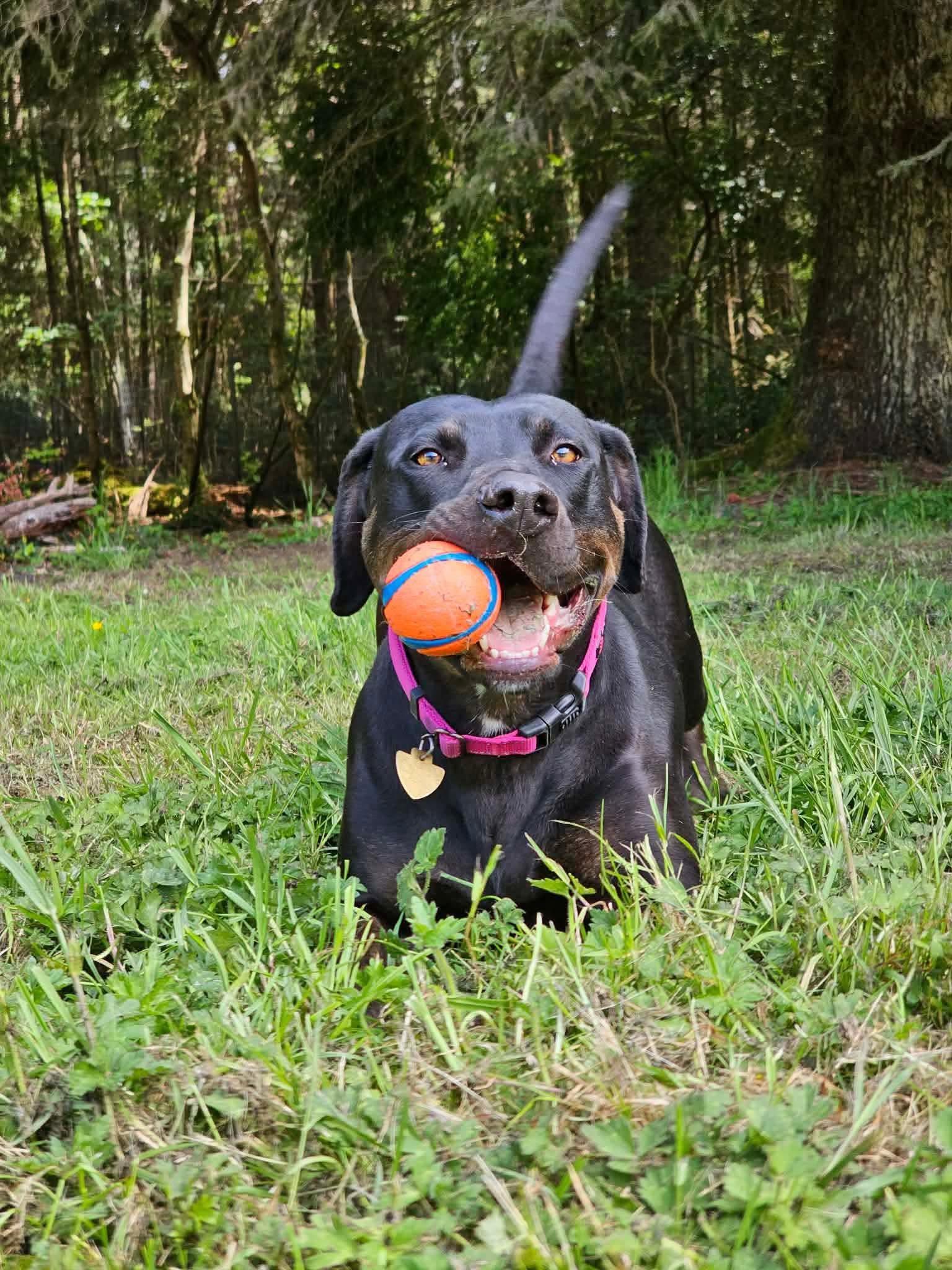 Enlarge Mia, a Adoptable mixed breed in Battle Ground, WA image 3/5